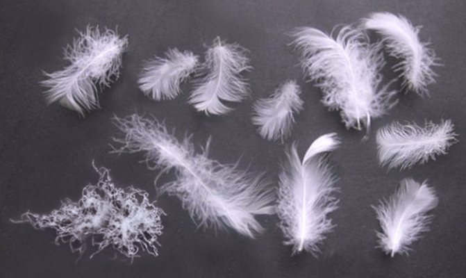 Пух и полупуховое перо гусей